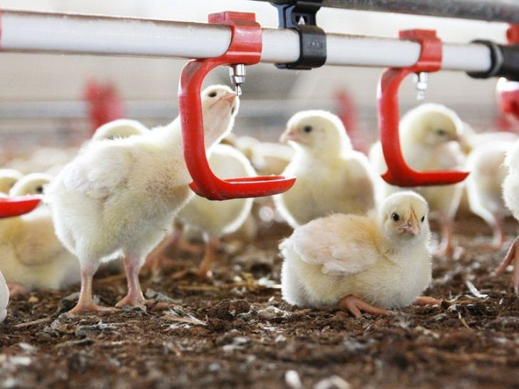 tavuk yemleme ve sulama sistemi